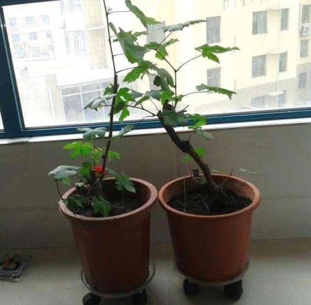 盆栽葡萄种植技术与管理，家庭盆栽葡萄种植方法分享