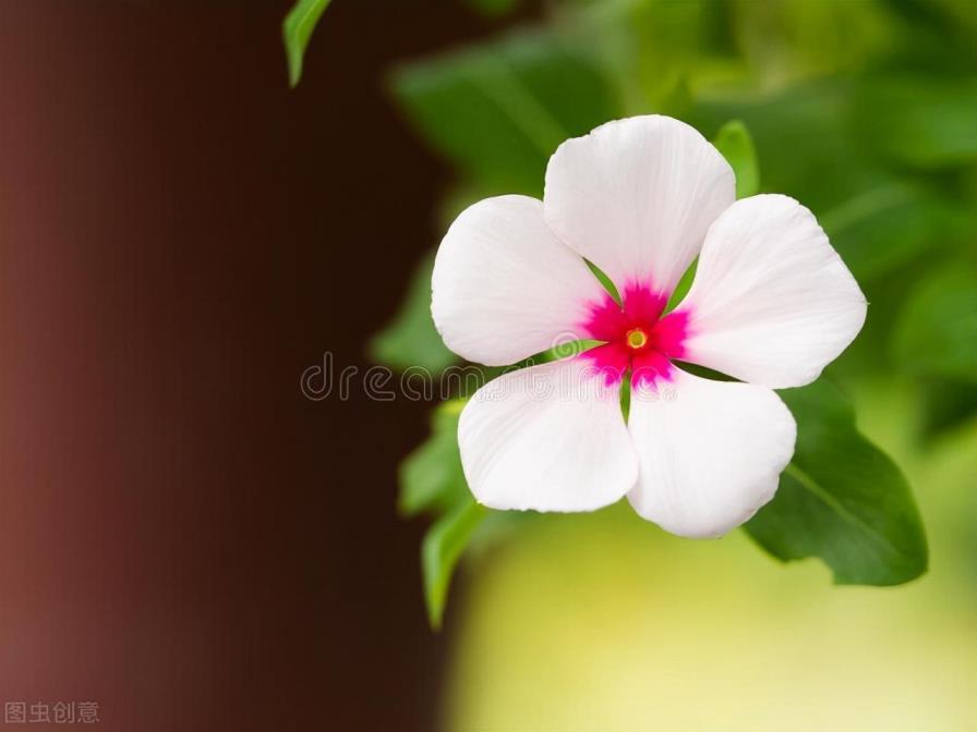 花叶蔓长春藤怎么养殖，花叶蔓长春藤种植方法讲解