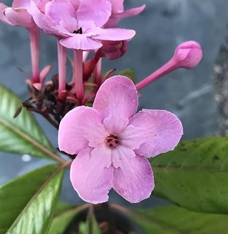 丁香花的特点是什么，有关丁香花的介绍