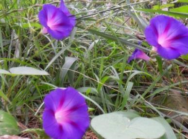 牵牛花花语什么意思，关于牵牛花的花语和寓意