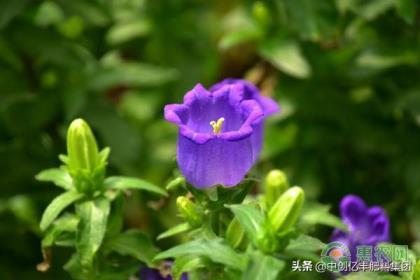 风铃草的寓意是什么，了解风铃草的花语和象征