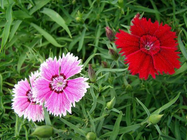 石竹花花语是什么，分享石竹花简介