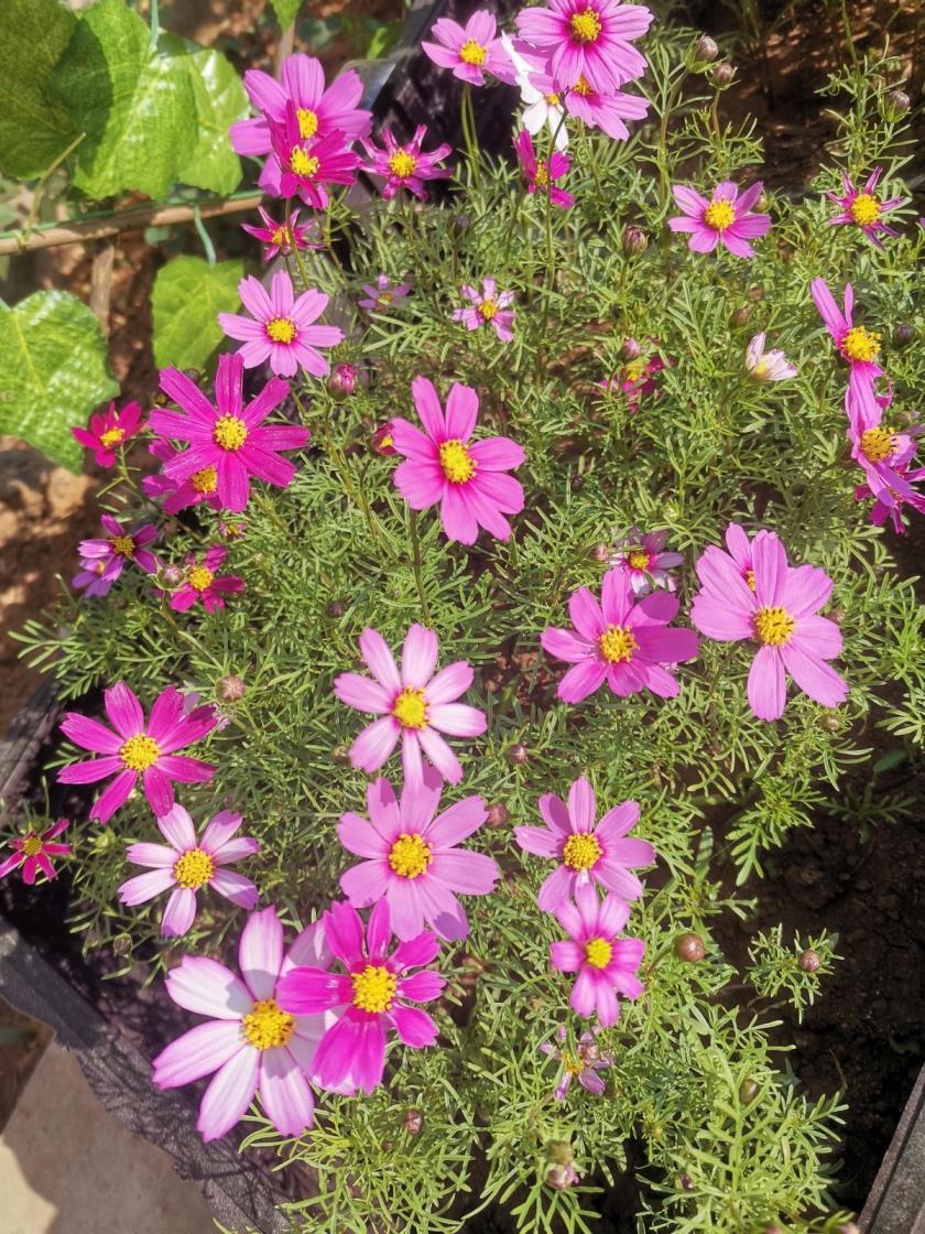 夏菊花有哪些品种，菊花所有品种名字大全