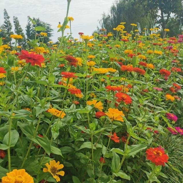 夏菊花有哪些品种，菊花所有品种名字大全