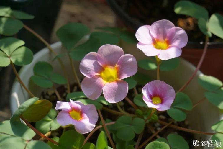 仙客来种子什么时候种最好，仙客来种子种植方法和注意事项