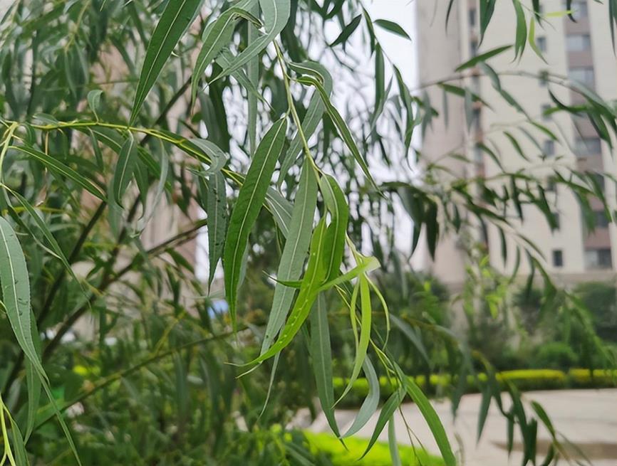 植物种子有哪些传播方式，了解种子的传播途径