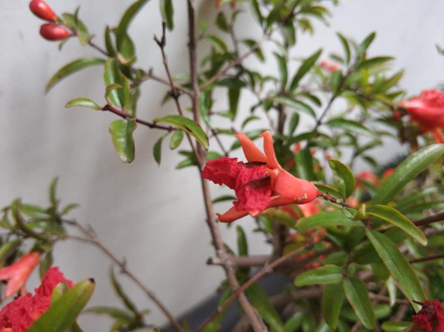 石榴花什么季节开花，石榴花种植方法和注意事项