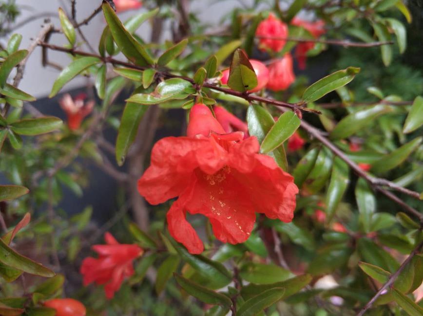 石榴花什么季节开花，石榴花种植方法和注意事项