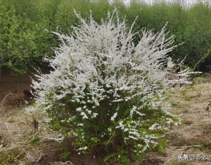 灌木植物有哪些，常见绿化灌木介绍