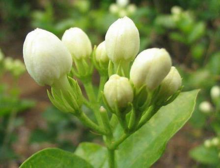 茉莉花的养花技巧，详解茉莉花养殖小妙招