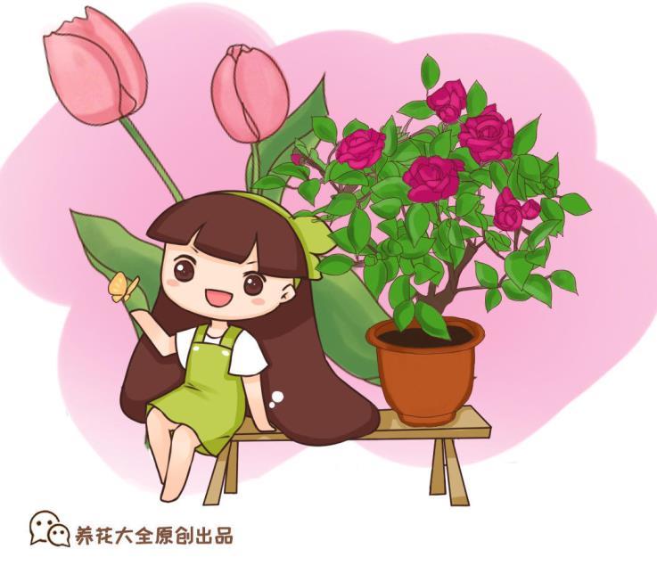 茉莉花的养花技巧，详解茉莉花养殖小妙招