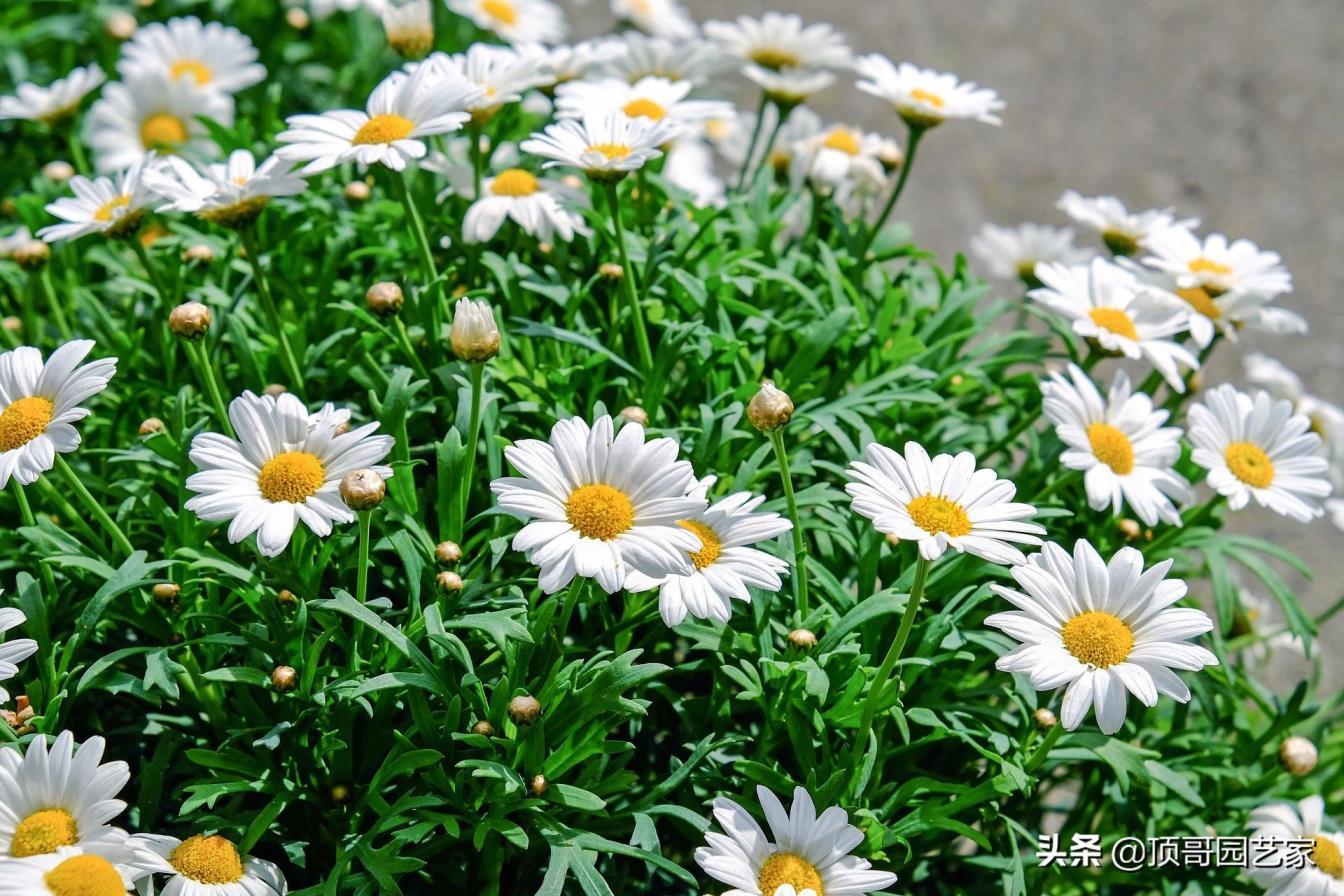 4月份开花的有什么花，有关四月代表性花朵