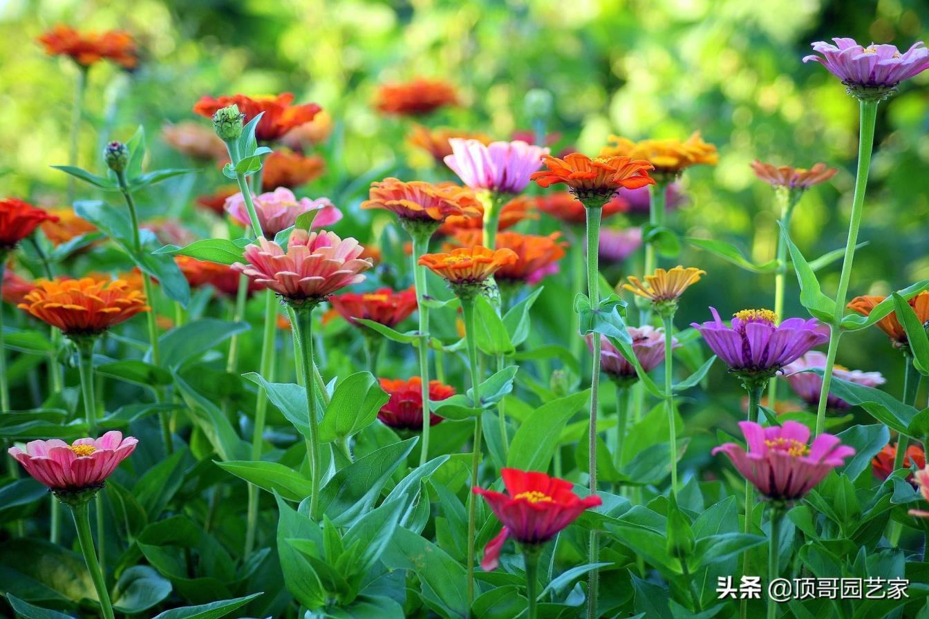 4月份开花的有什么花，有关四月代表性花朵