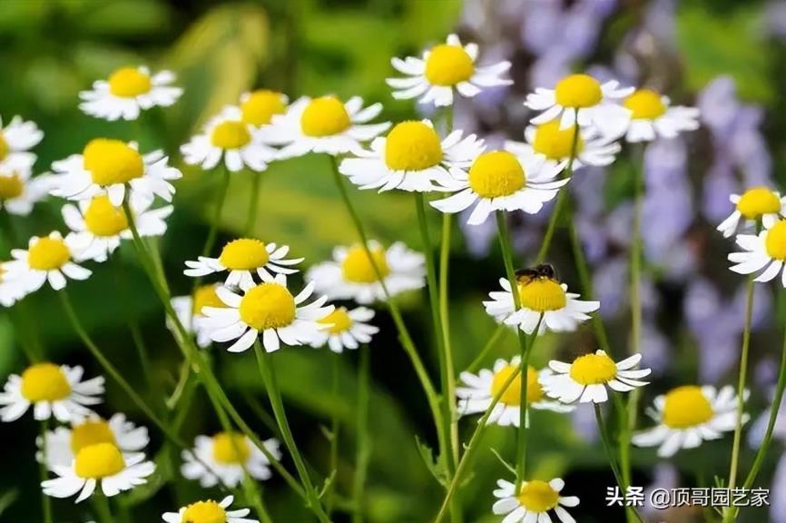 4月份开花的有什么花，有关四月代表性花朵