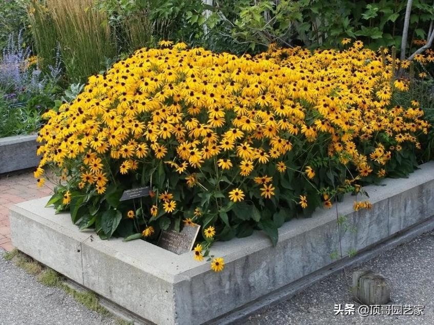 4月份开花的有什么花，有关四月代表性花朵