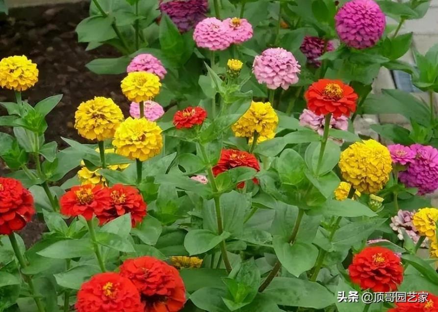 4月份开花的有什么花，有关四月代表性花朵