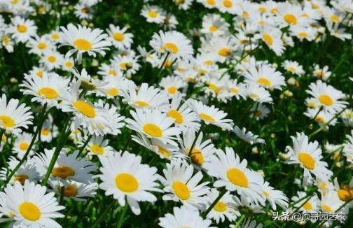 4月份开花的有什么花，有关四月代表性花朵