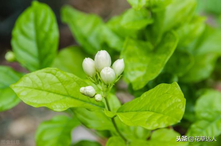 非洲茉莉不开花是什么原因，非洲茉莉的养殖方法和注意事项