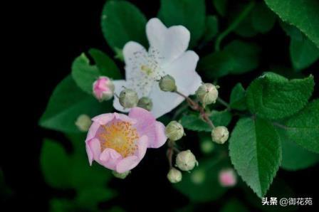 野蔷薇花语及代表意义，最惊艳的花语介绍