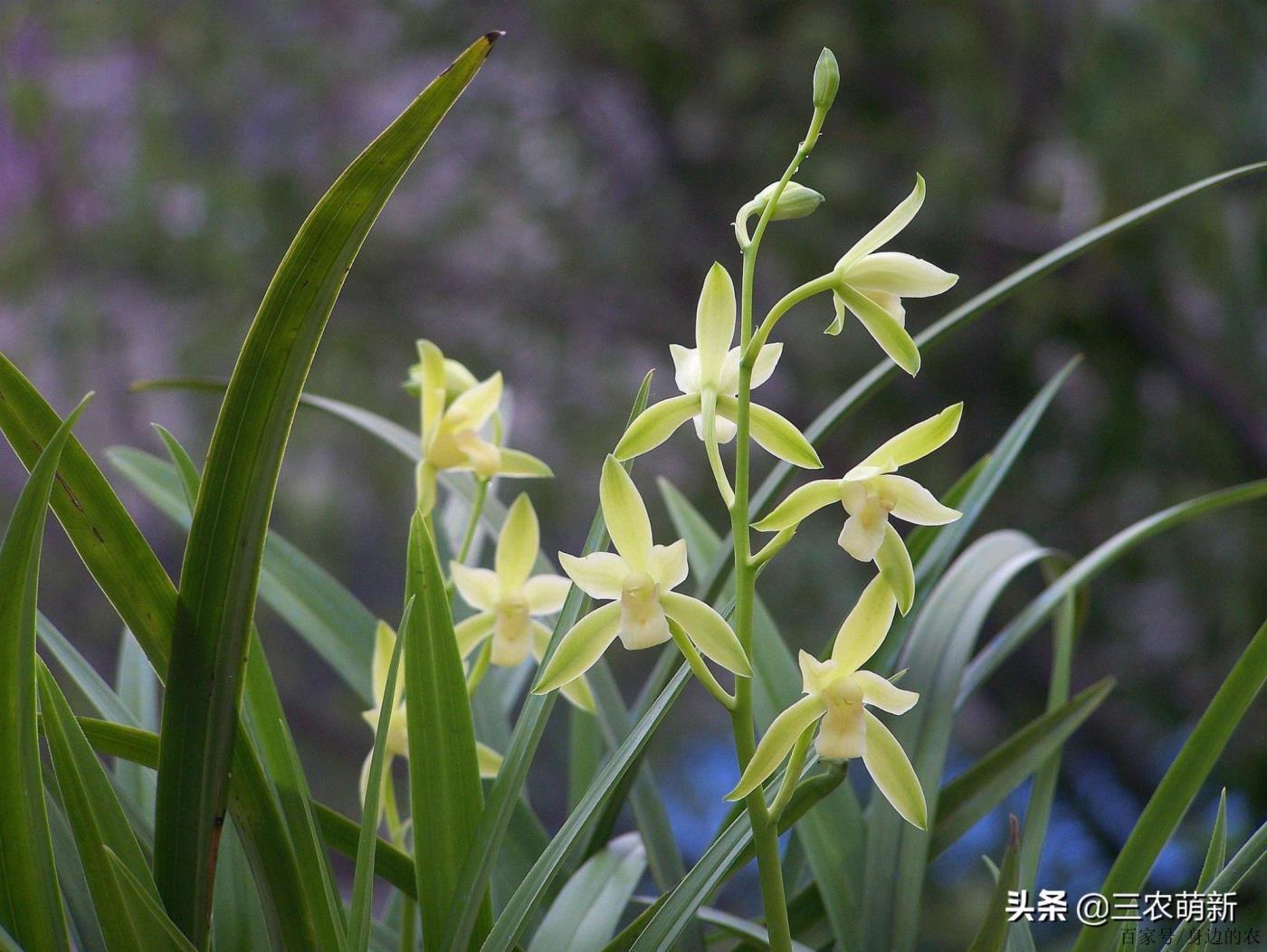 最香的兰花品种排名，有关兰花的品种介绍