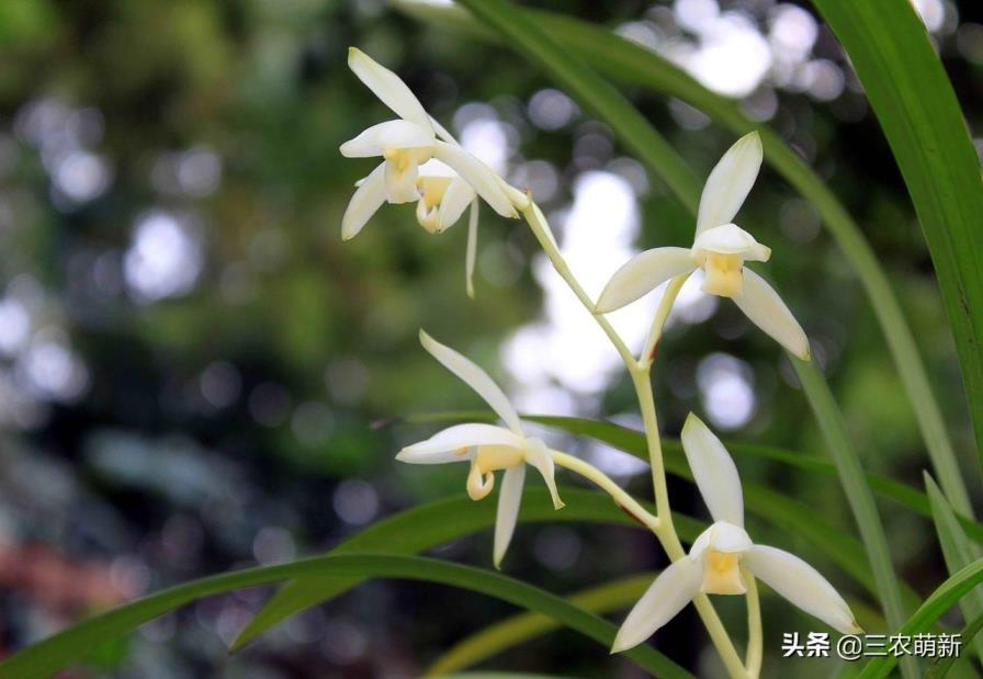 最香的兰花品种排名，有关兰花的品种介绍