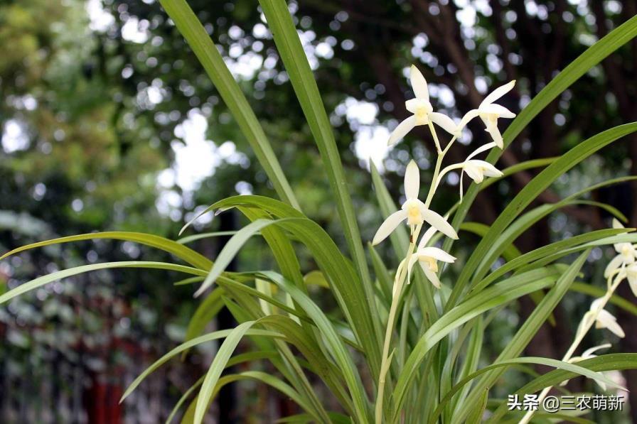 最香的兰花品种排名，有关兰花的品种介绍