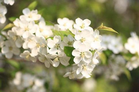 海棠花什么季节开花，四季海棠花的养殖方法讲解