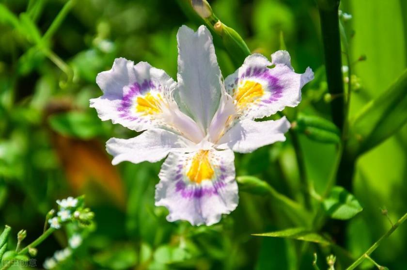 蝴蝶花的花语是什么，有关蝴蝶花的寓意及象征