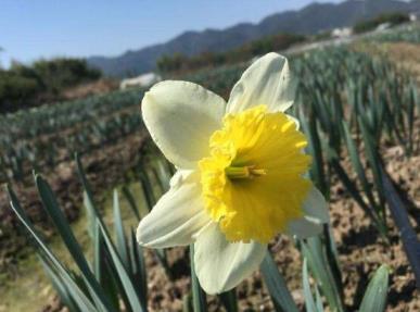 水仙花的花语是什么，浅谈水仙花代表的含义