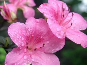 杜鹃花夏天怎么养，杜鹃花种植时间和方法