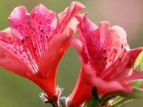 杜鹃花夏天怎么养，杜鹃花种植时间和方法