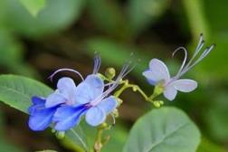 蓝蝴蝶花的养殖方法和技术，教你蓝蝴蝶花过冬养护