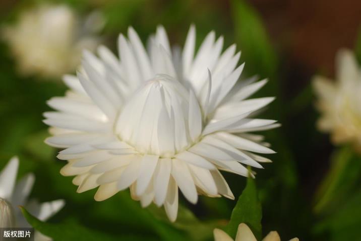 雏菊花语是什么意思，小雏菊花语象征与寓意