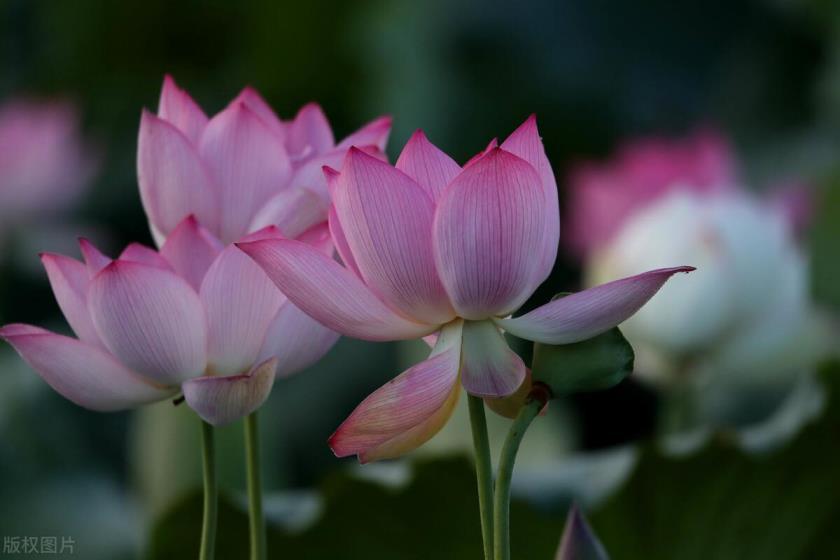 睡莲花语和象征意义，睡莲的寓意和象征风水