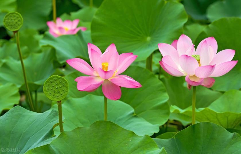 睡莲花语和象征意义，睡莲的寓意和象征风水