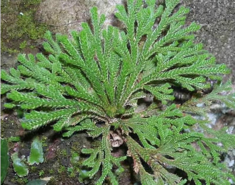 卷柏是什么植物类群，卷柏还魂草的种植方法和时间