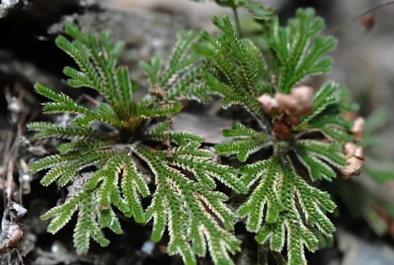 卷柏是什么植物类群，卷柏还魂草的种植方法和时间