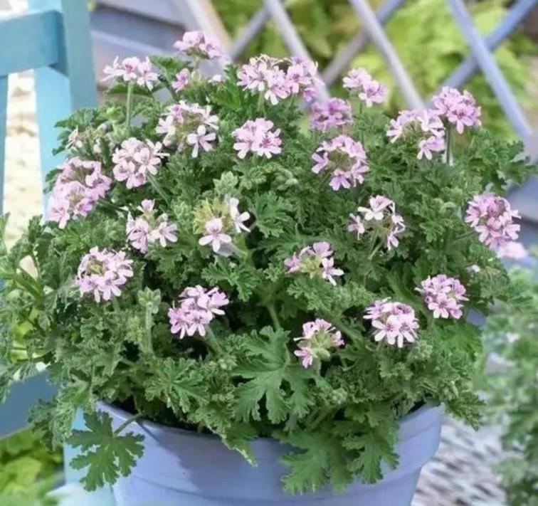 驱蚊植物有哪些，驱蚊最好的植物排名