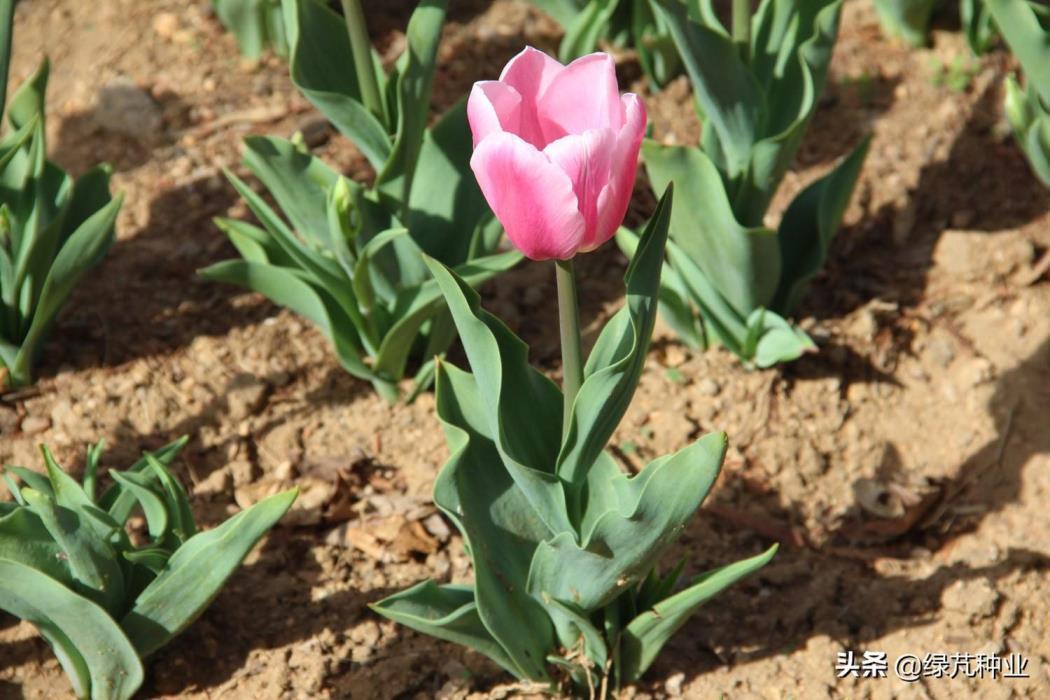 郁金香开花时间什么季节，关于郁金香开花的时间