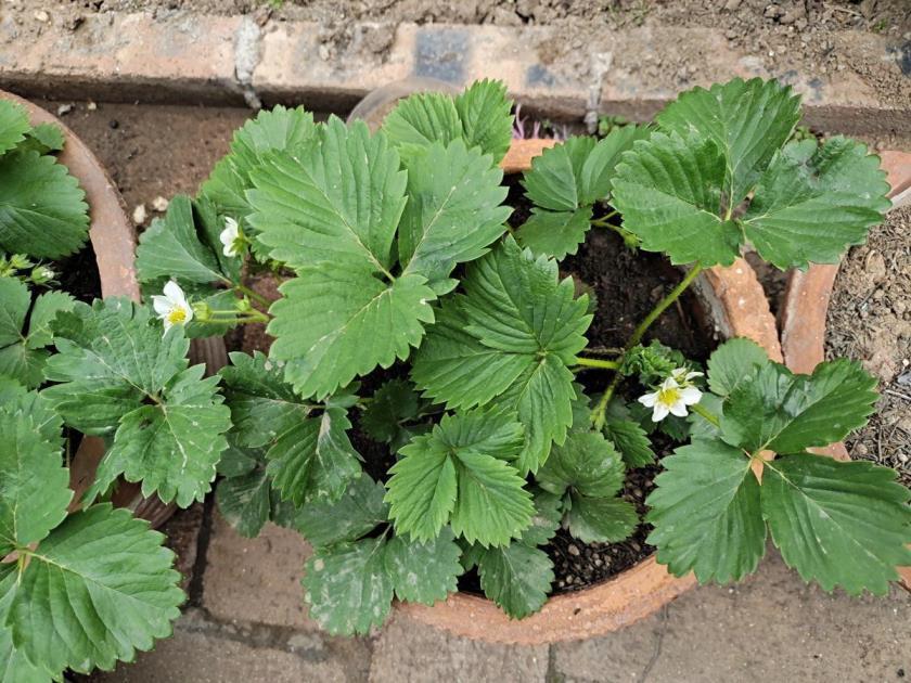 草莓怎么种植方法，草莓栽培技术要点