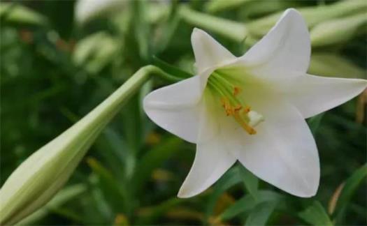 百合花的寓意是什么意思，百合花表示的象征意义