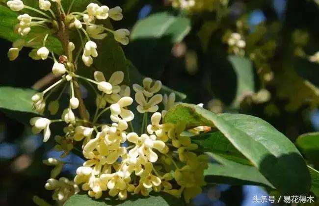 四季桂花几月份开花，有关四季桂的花期时间