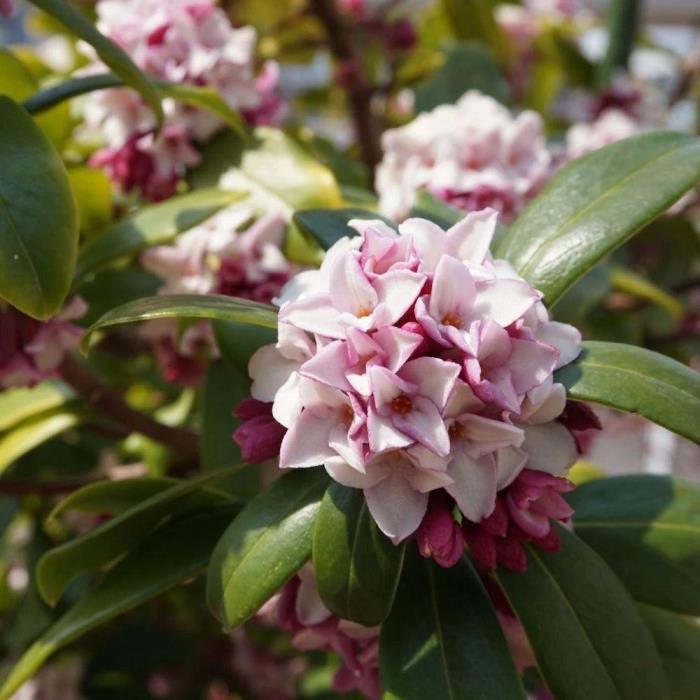 瑞香花怎么养家庭养法，瑞香花养殖注意事项