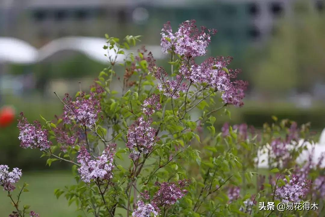 丁香花是什么样子的，描写丁香花的特点