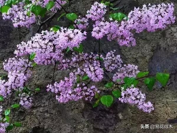 丁香花是什么样子的，描写丁香花的特点