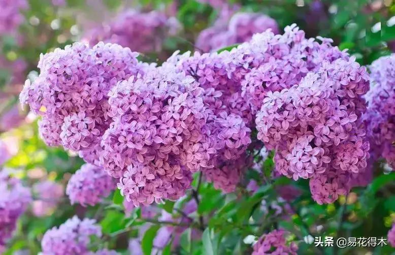 丁香花是什么样子的，描写丁香花的特点