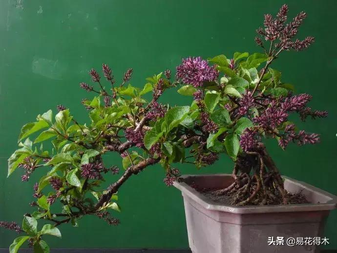 丁香花是什么样子的，描写丁香花的特点