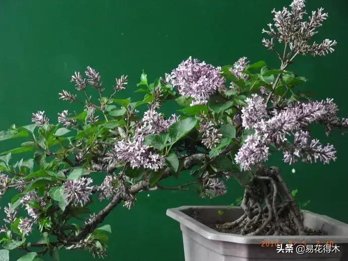 丁香花是什么样子的，描写丁香花的特点