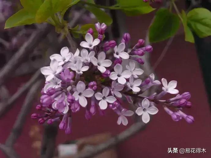 丁香花是什么样子的，描写丁香花的特点