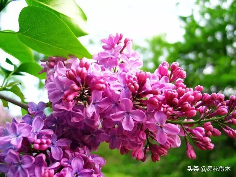 丁香花是什么样子的，描写丁香花的特点